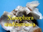 Xenophora mediterranea, Tiber 1863